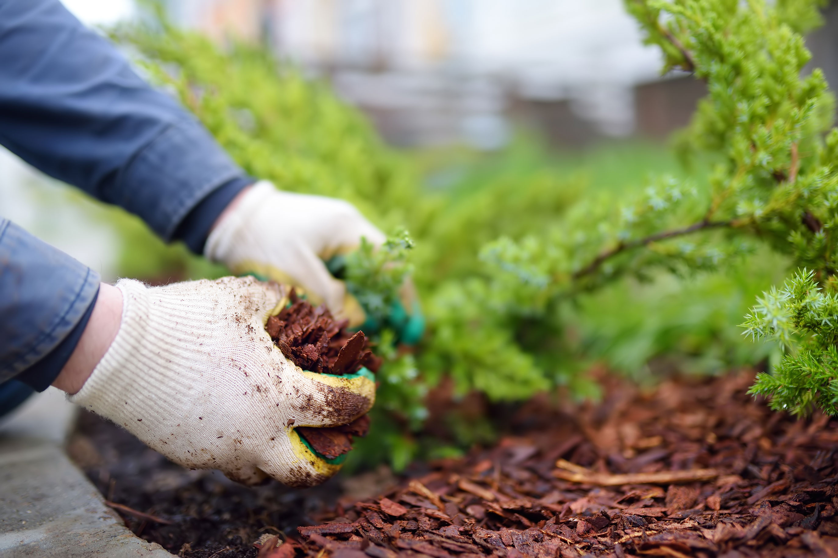 gardening